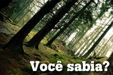  madeiradeverdade.com.br